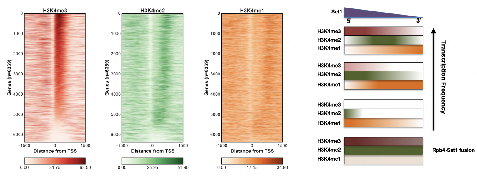 The Histone H3K4 Methylation Gradient