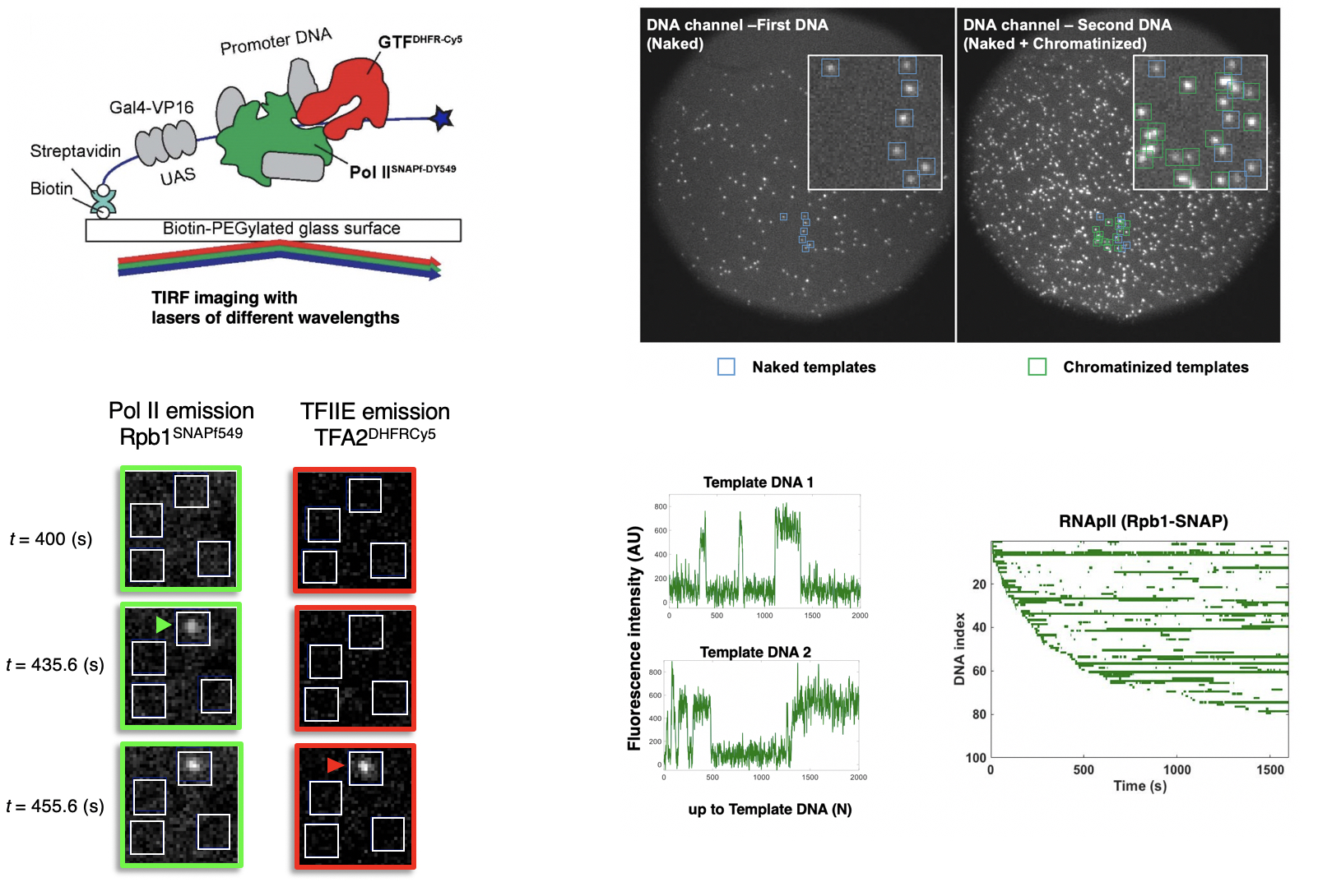 Single molecule imaging of RNApII binding promoters